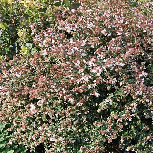 ABELIA x grandiflora