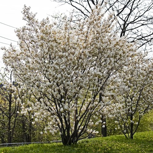 AMELANCHIER canadensis 'Ballerina'
