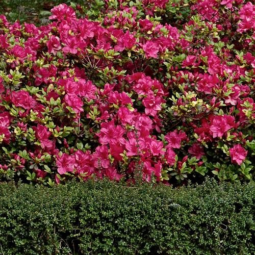 AZALEA japonica 'Fête des Mères'