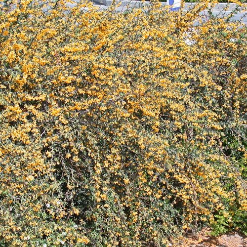 BERBERIS darwinii