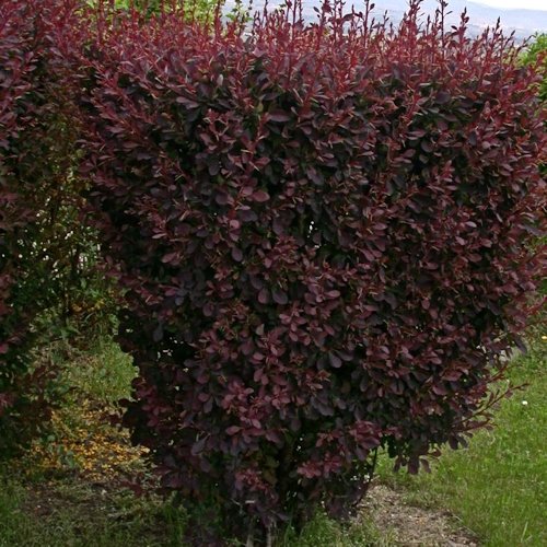 BERBERIS thunbergii 'Atropurpurea'