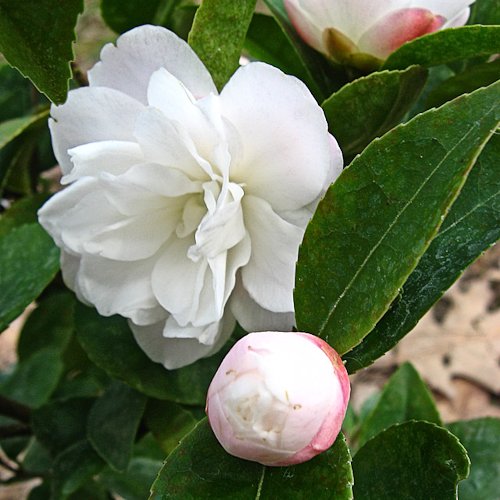 CAMELLIA 'Cinnamon Cindy'