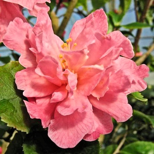 CAMELLIA 'Fragant Pink Improved'