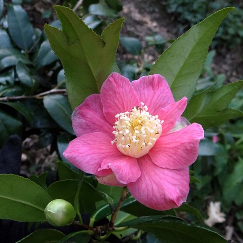 CAMELLIA 'Kingyo Tsubaki'