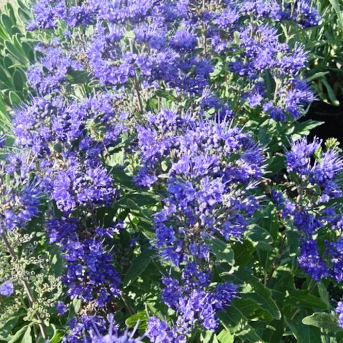 CARYOPTERIS x clandonensis 'Grand Bleu' ®