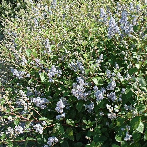 CEANOTHUS x delileanus 'Gloire de Versailles'