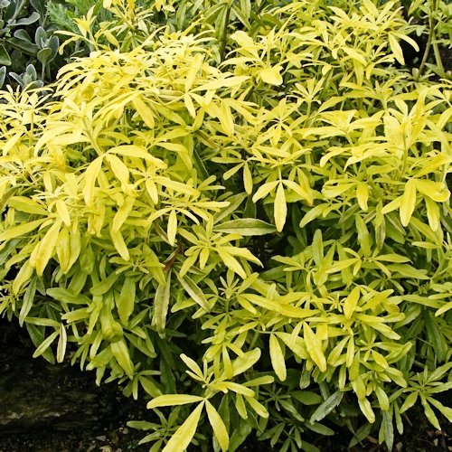 CHOISYA 'Goldfinger'