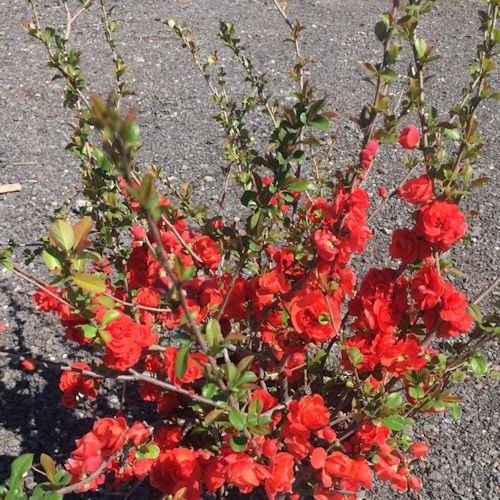 CHÆNOMELES speciosa