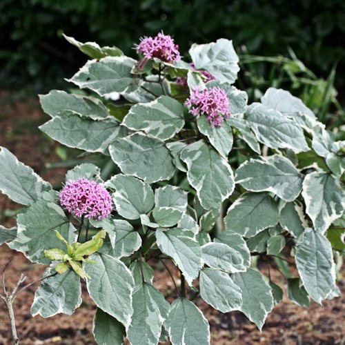 CLERODENDRUM bungei 'Pink Diamond'