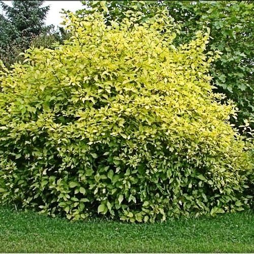 CORNUS alba 'Aurea'