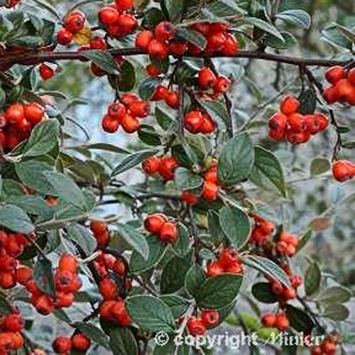 COTONEASTER franchetii