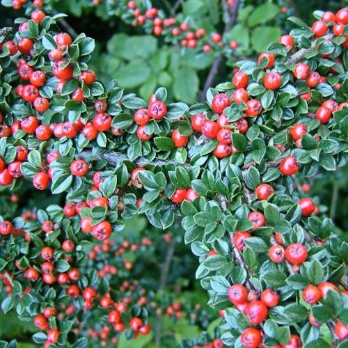 COTONEASTER horizontalis