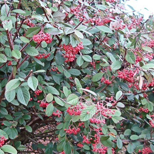 COTONEASTER lacteus