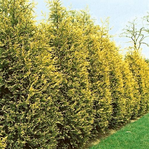 CUPRESSOCYPARIS leylandii 'Castlewellan Gold'