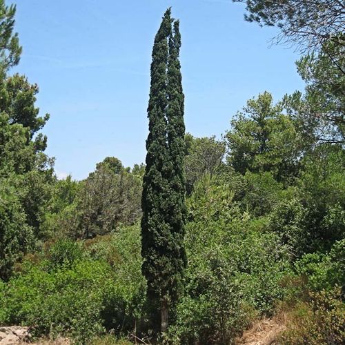 CUPRESSUS sempervirens 'Pyramidalis'
