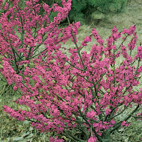 DAPHNE mezereum
