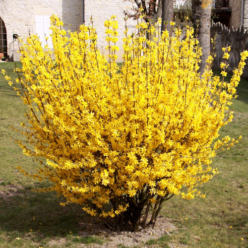 FORSYTHIA