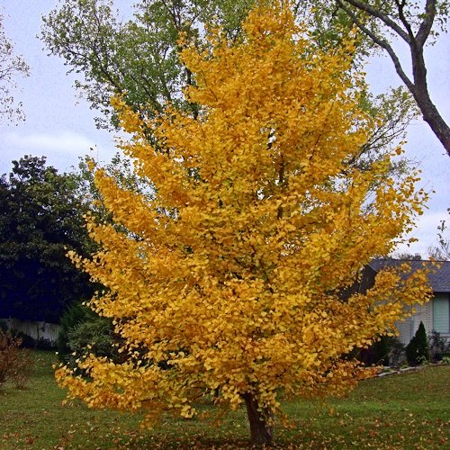 GINKGO 'biloba'