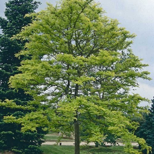 GLEDITSIA triacanthos 'Sunburst'