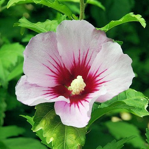 HIBISCUS syriacus