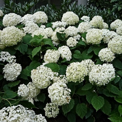 HYDRANGEA arborescens 'Annabelle'