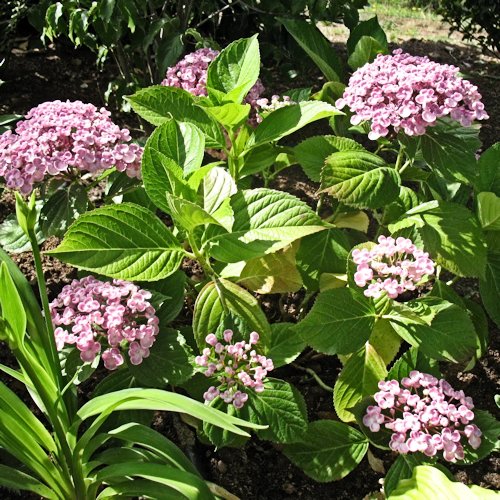 HYDRANGEA macrophylla 'Ayesha'
