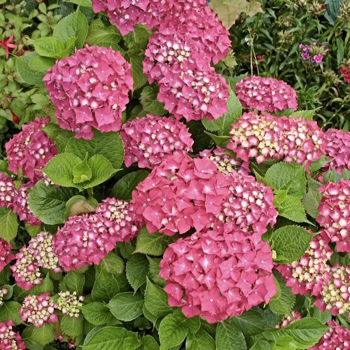 HYDRANGEA macrophylla