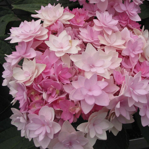 HYDRANGEA macrophylla 'You and Me Romance'