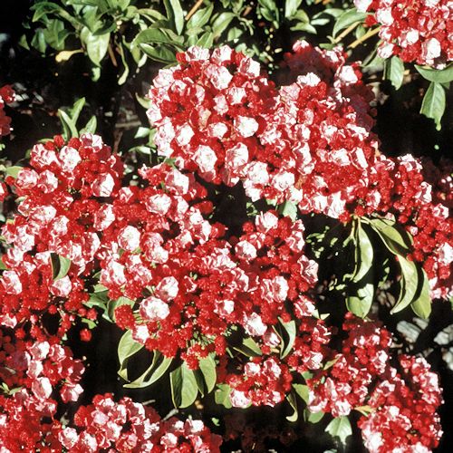 KALMIA latifolia 'Ostbo Red'
