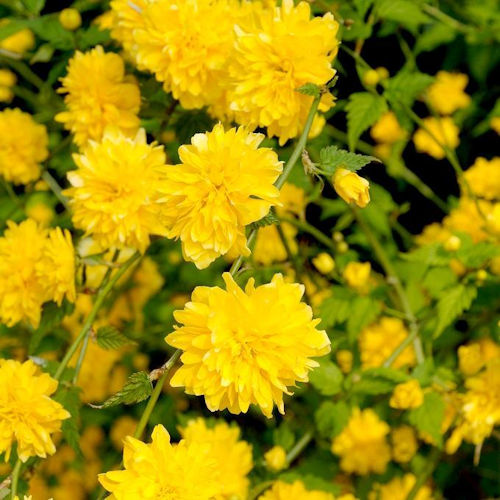 KERRIA japonica 'Pleniflora'