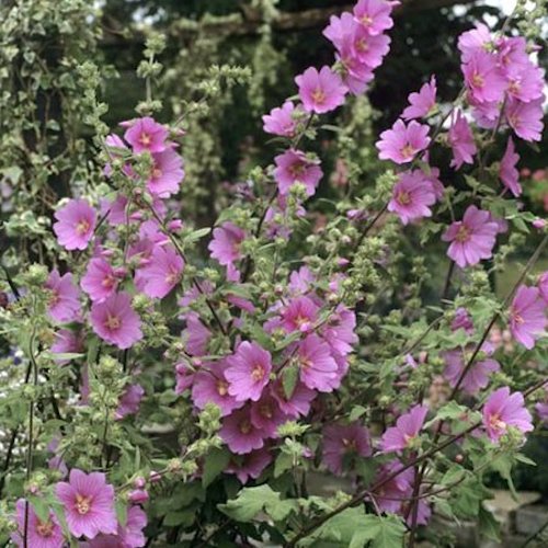 LAVATERA 'Burgundy'