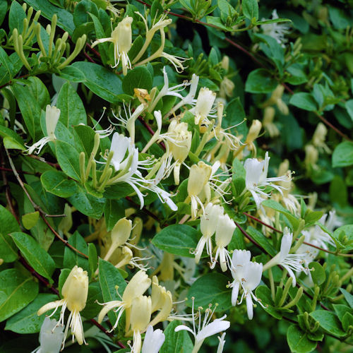 LONICERA japonica 'Halliana'