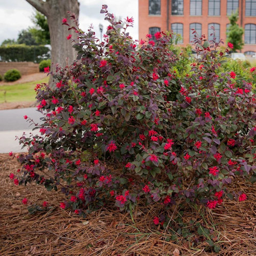 LOROPETALUM chinense 'Ever Red'