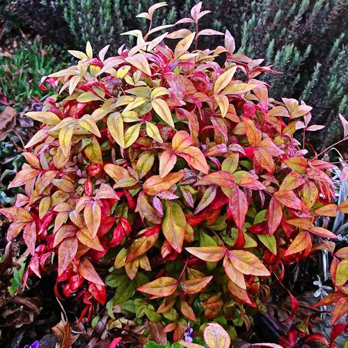 NANDINA domestica 'Firepower'