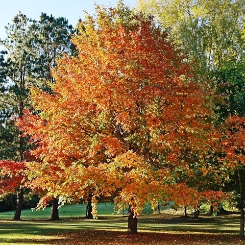 NYSSA sylvatica