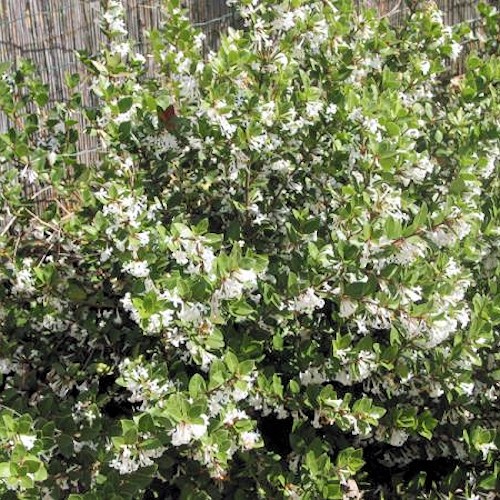 OSMANTHUS 'Heaven Scent'