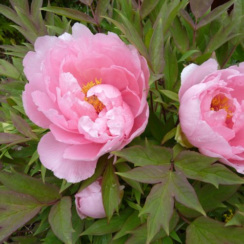 PAEONIA suffruticosa 'Hanakisoï'