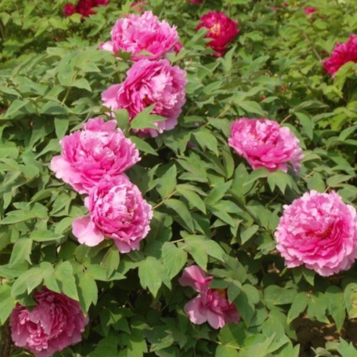 PAEONIA suffruticosa 'Ling Hua Zhan Lu'