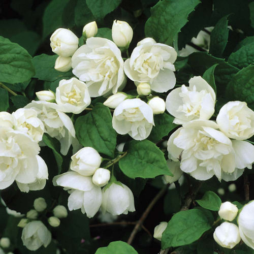 PHILADELPHUS