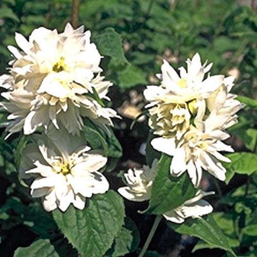PHILADELPHUS x virginalis 'Minnesota Snowflake'