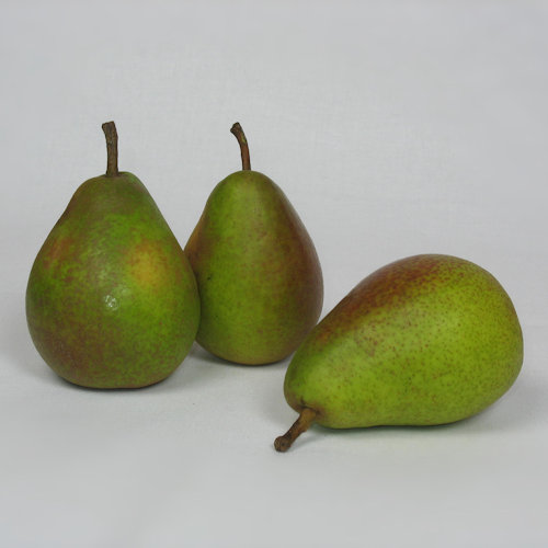 POIRIER 'Louise Bonne'