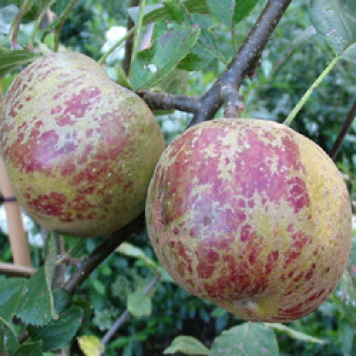 POMMIER 'Belle de Boskoop'