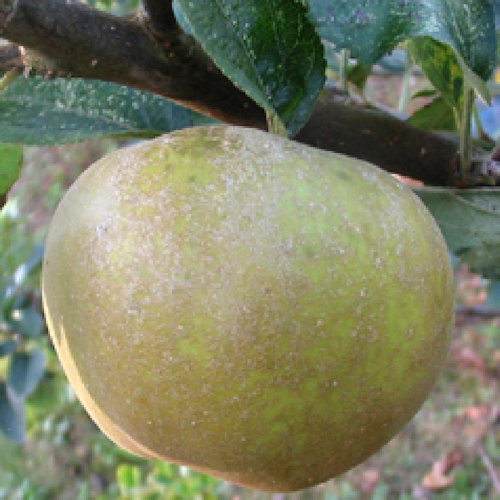 POMMIER 'Reinette Grise du Canada'