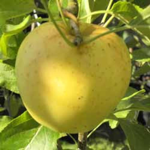 POMMIER 'Golden Delicious'