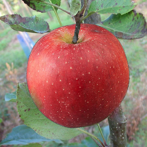 POMMIER 'Querina'