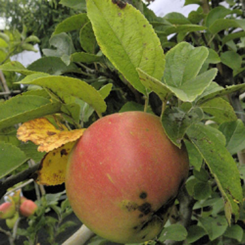 POMMIER 'Reine des Reinettes'