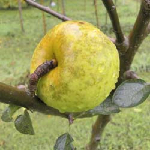 POMMIER 'Reinette Blanche du Canada'
