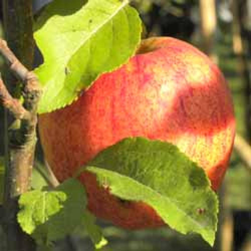 POMMIER 'Royal Gala'