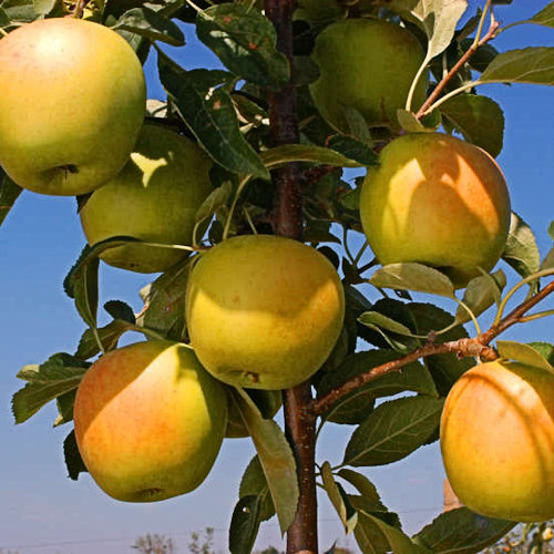 POMMIER'Tentation'