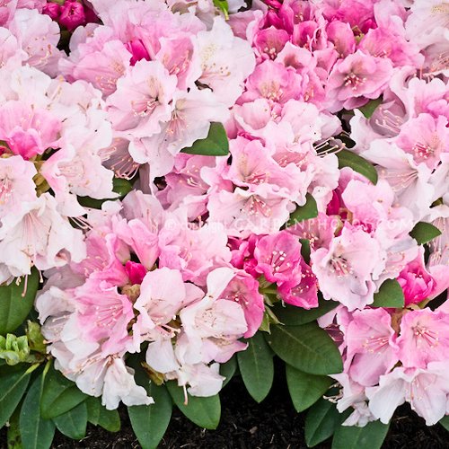 RHODODENDRON 'Doc'